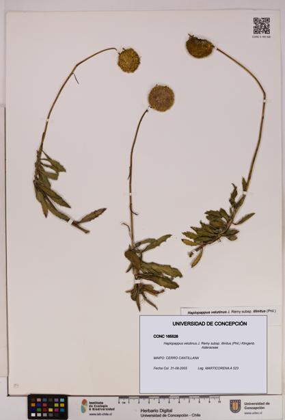 Haplopappus velutinus subsp. illinitus [Espécimen: UDEC:CONC:0165528]