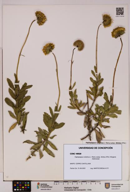 Haplopappus velutinus subsp. illinitus [Espécimen: UDEC:CONC:0165529]