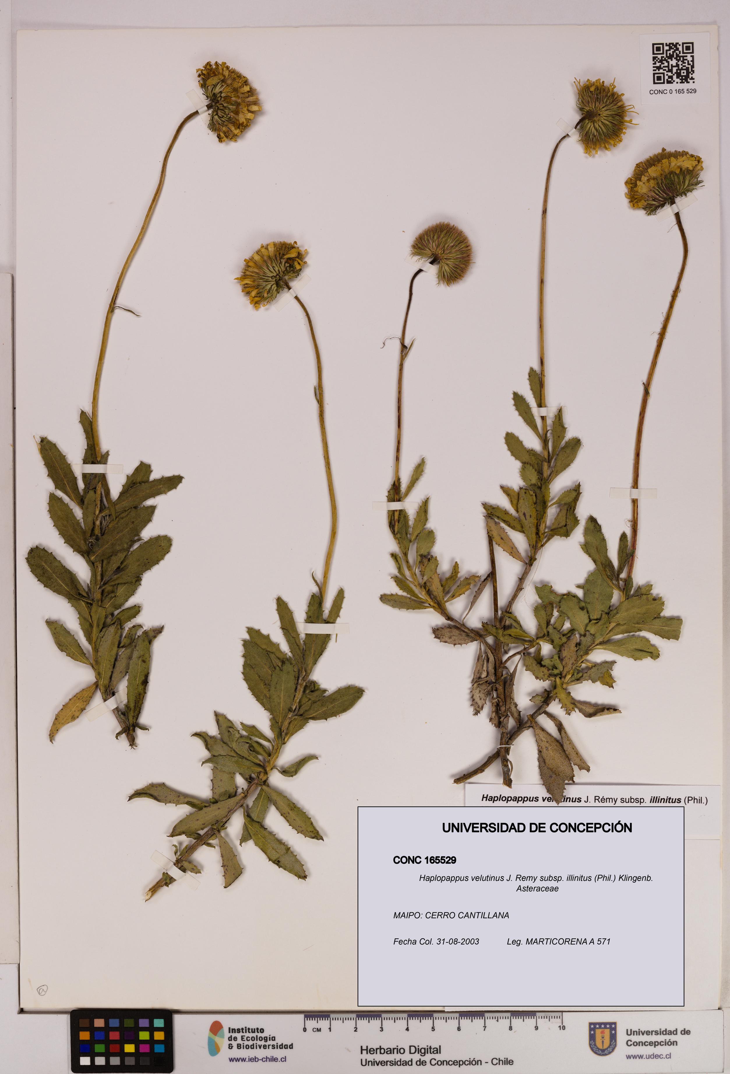 Haplopappus velutinus subsp. illinitus [Espécimen: UDEC:CONC:0165529]