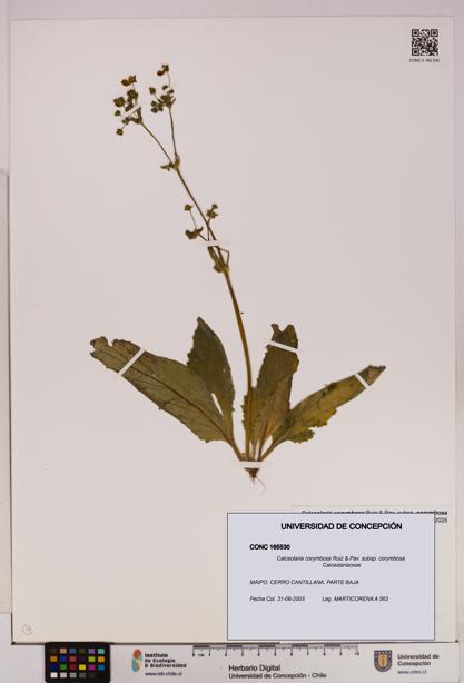 Calceolaria corymbosa [Espécimen: UDEC:CONC:0165530]