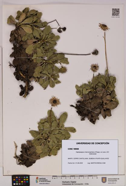 Haplopappus macrocephalus [Espécimen: UDEC:CONC:0165538]