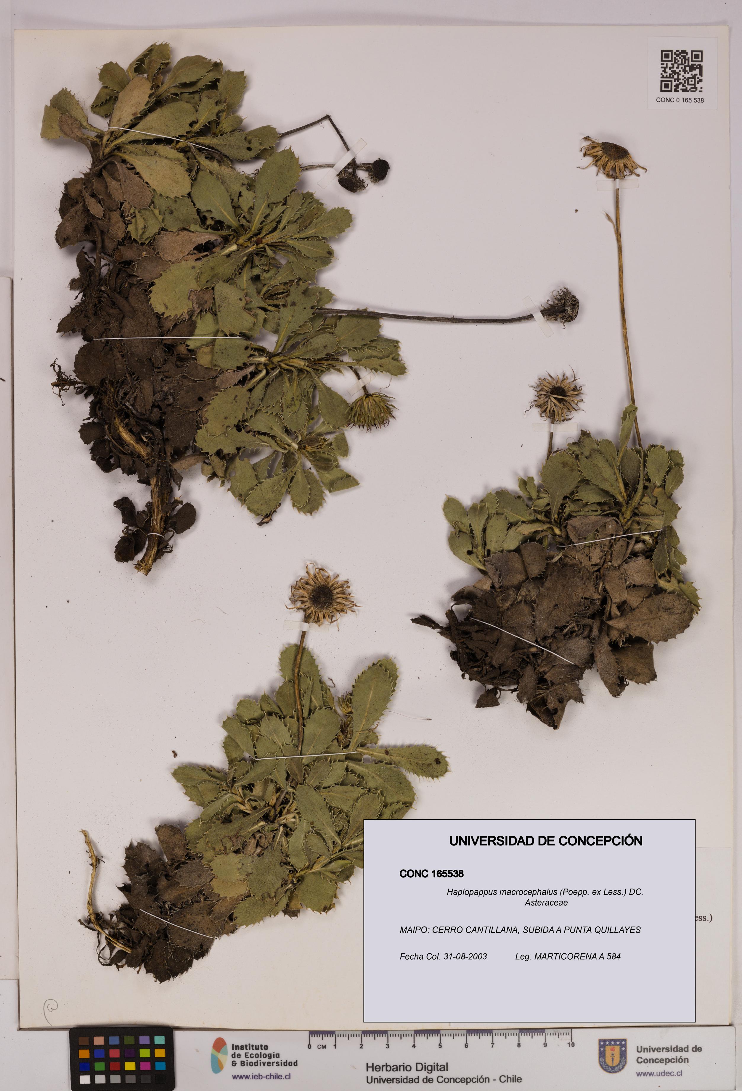 Haplopappus macrocephalus [Espécimen: UDEC:CONC:0165538]