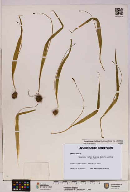 Tecophilaea violiflora fma. violiflora [Espécimen: UDEC:CONC:0165547]