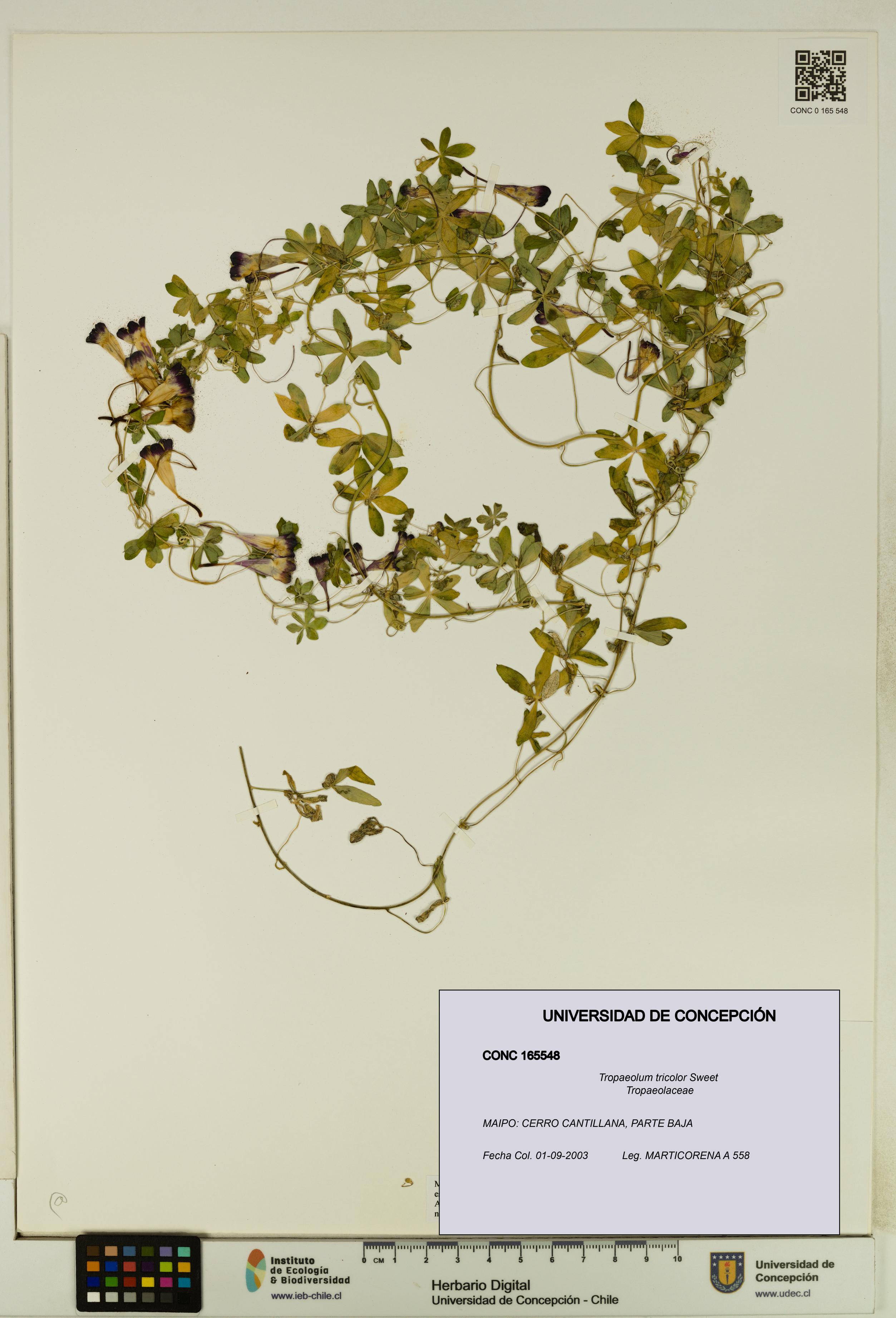 Tropaeolum tricolor [Espécimen: UDEC:CONC:0165548]