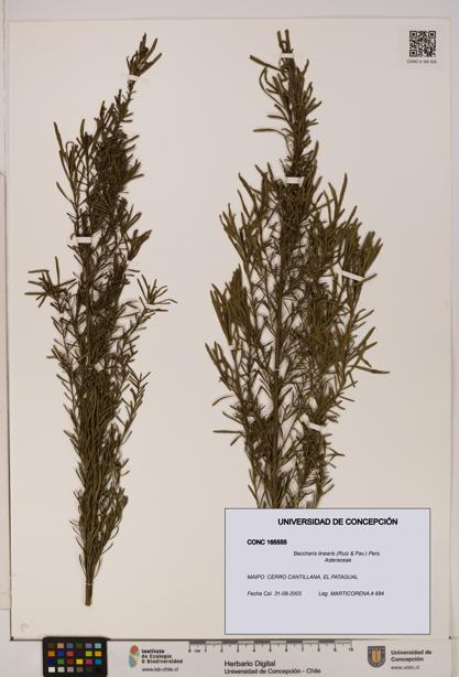 Baccharis linearis [Espécimen: UDEC:CONC:0165555]