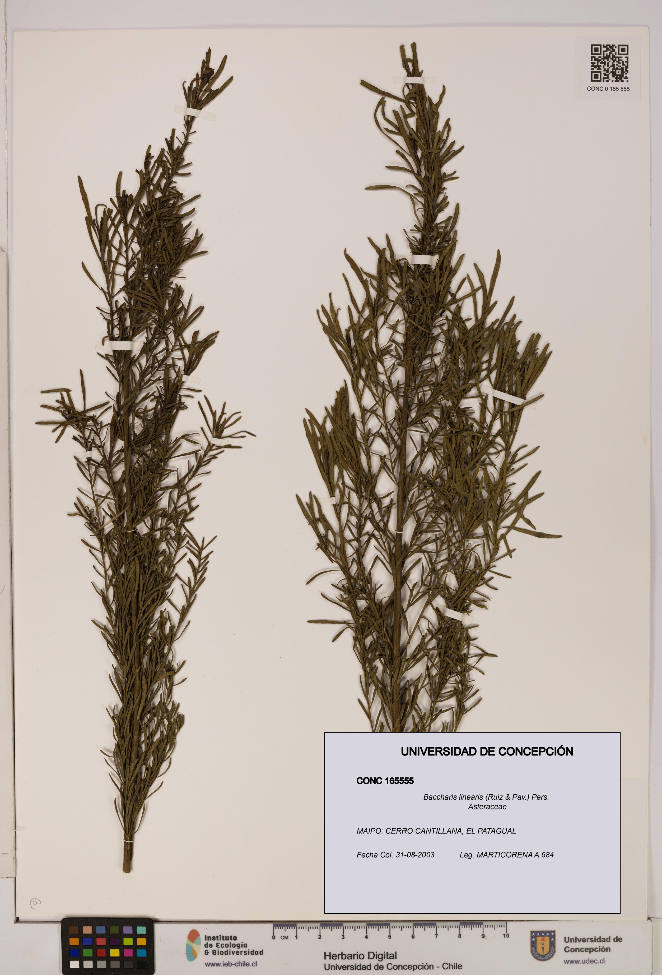 Baccharis linearis [Espécimen: UDEC:CONC:0165555]