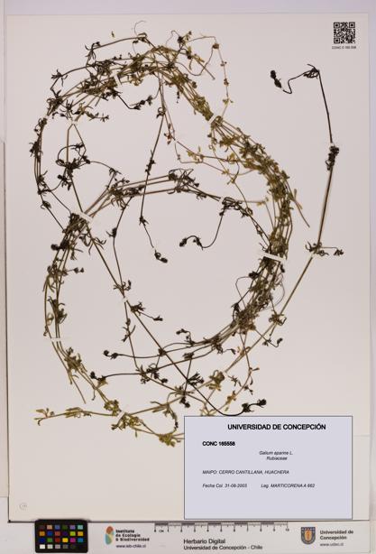 Galium aparine [Espécimen: UDEC:CONC:0165558]