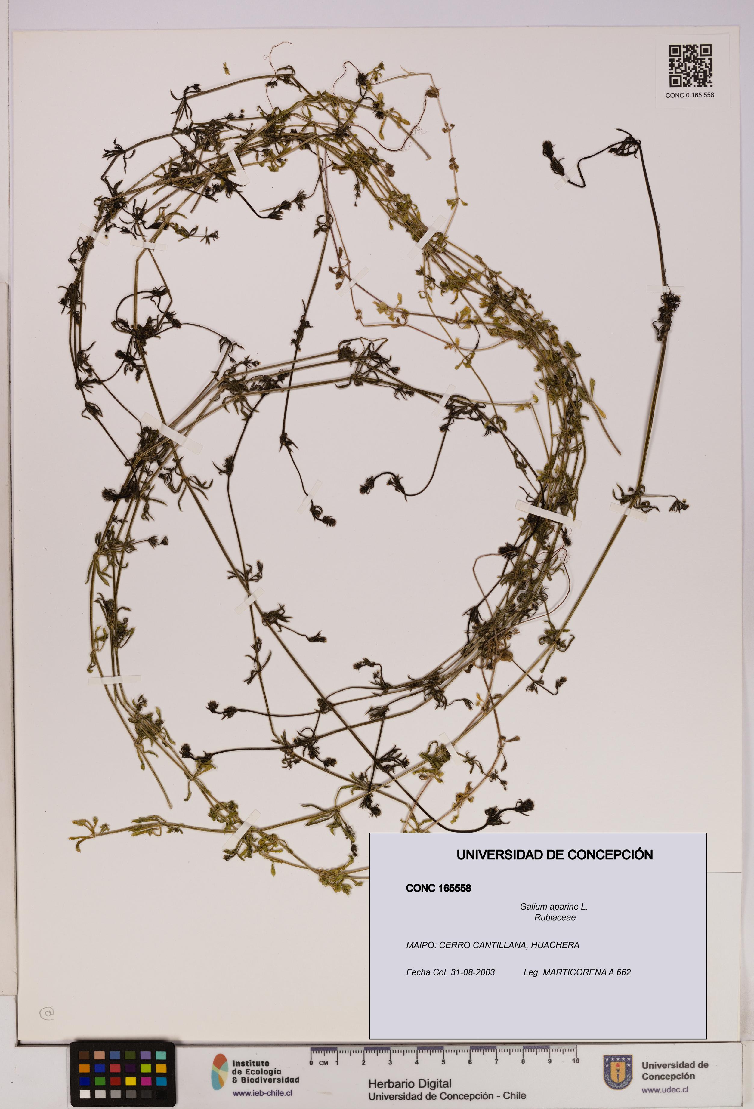 Galium aparine [Espécimen: UDEC:CONC:0165558]