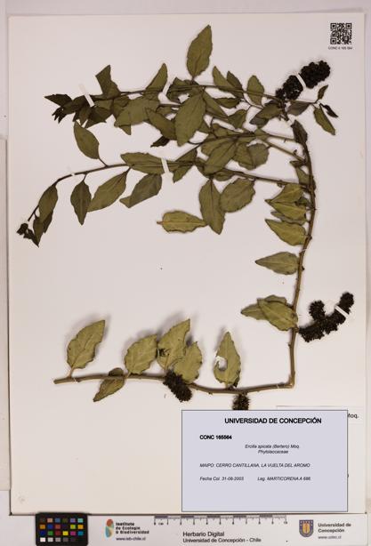 Ercilla spicata [Espécimen: UDEC:CONC:0165564]