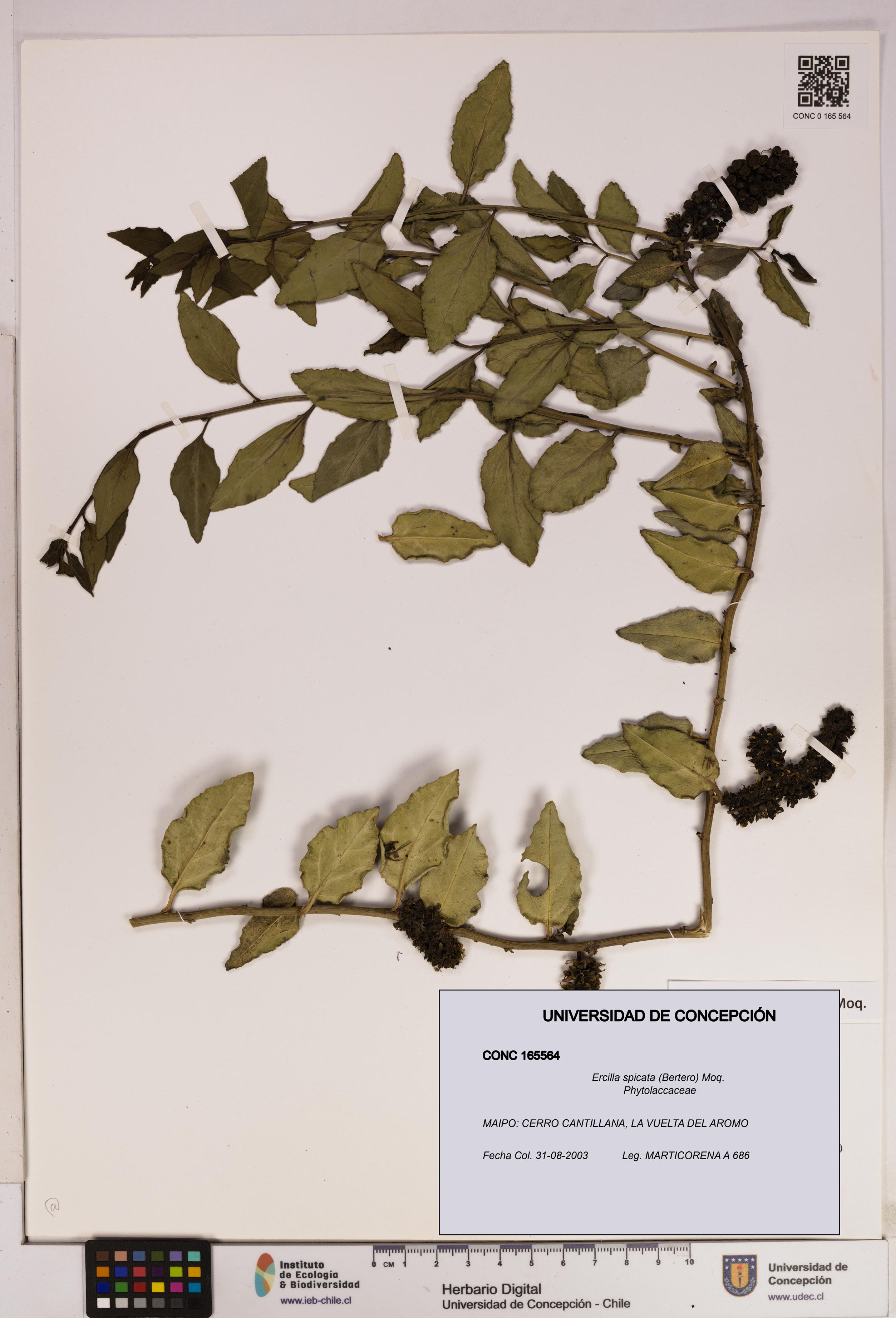 Ercilla spicata [Espécimen: UDEC:CONC:0165564]