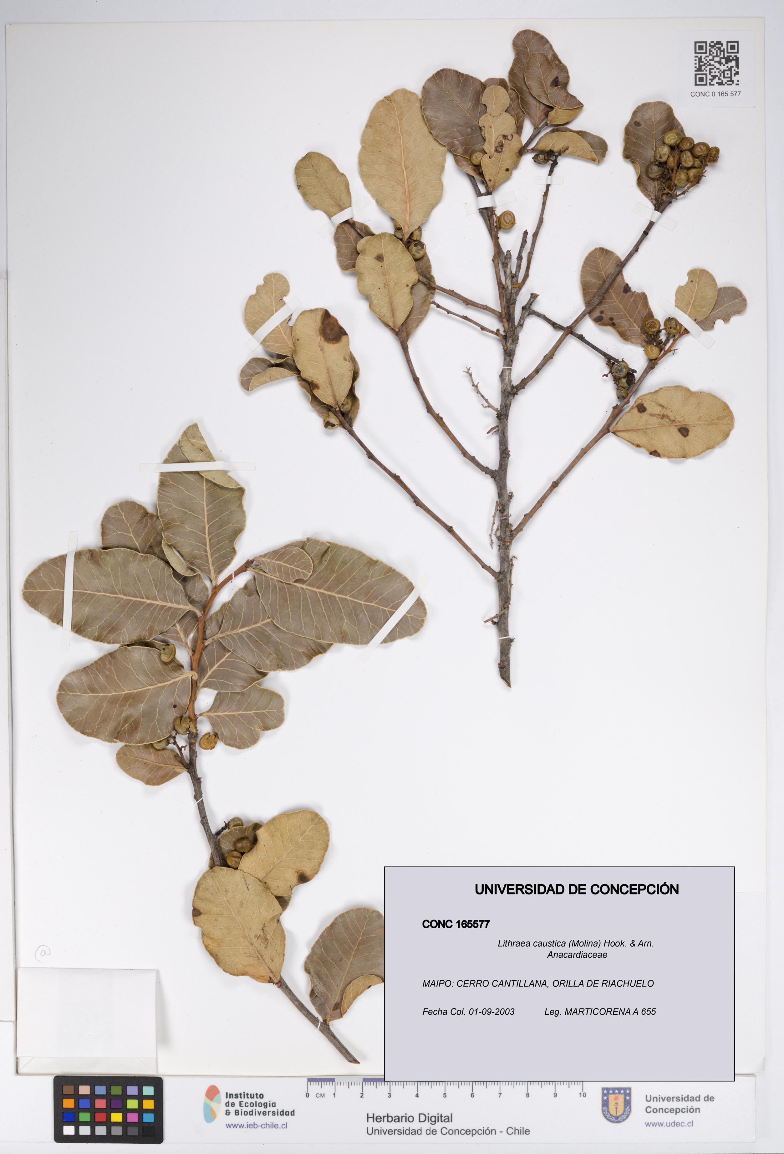 Lithraea caustica [Espécimen: UDEC:CONC:0165577]