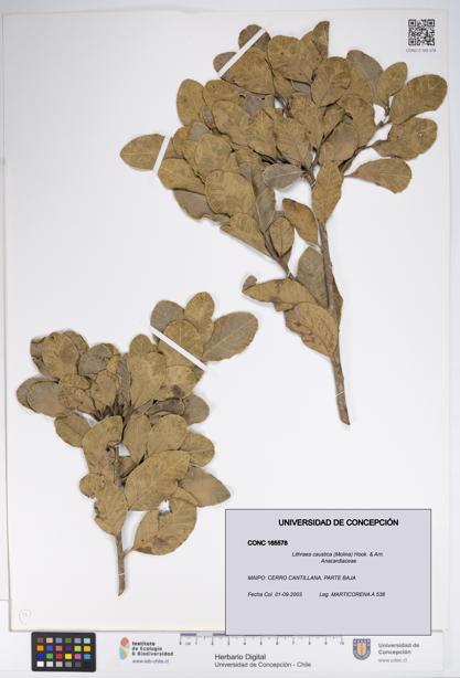 Lithraea caustica [Espécimen: UDEC:CONC:0165578]