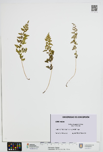 Cystopteris apiiformis [Espécimen: UDEC:CONC:0165594]