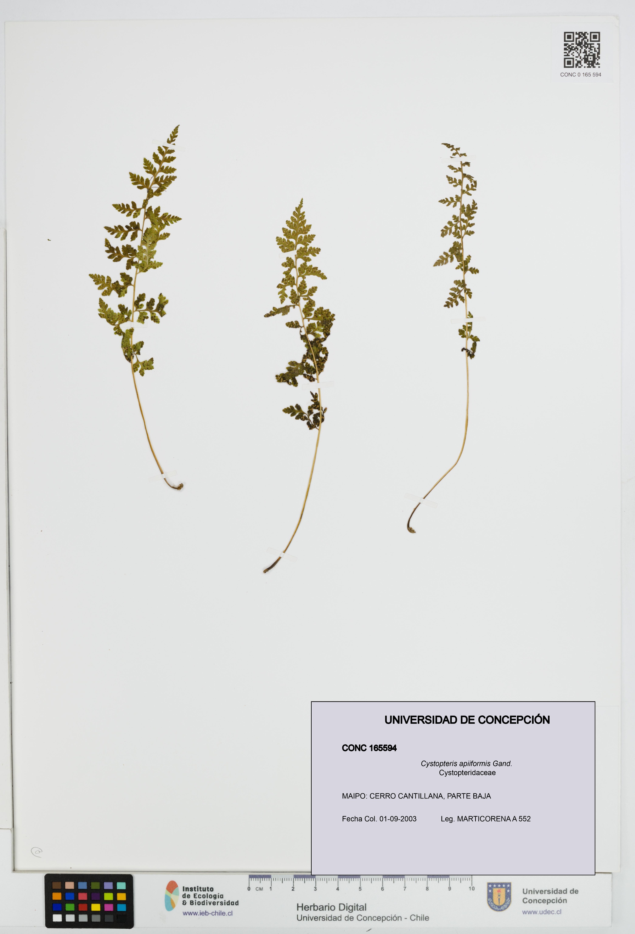 Cystopteris apiiformis [Espécimen: UDEC:CONC:0165594]