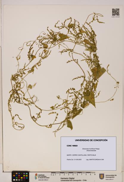 Dioscorea humifusa [Espécimen: ]