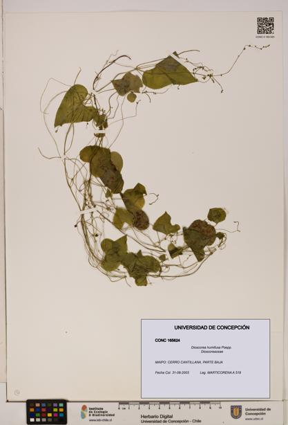 Dioscorea humifusa [Espécimen: ]