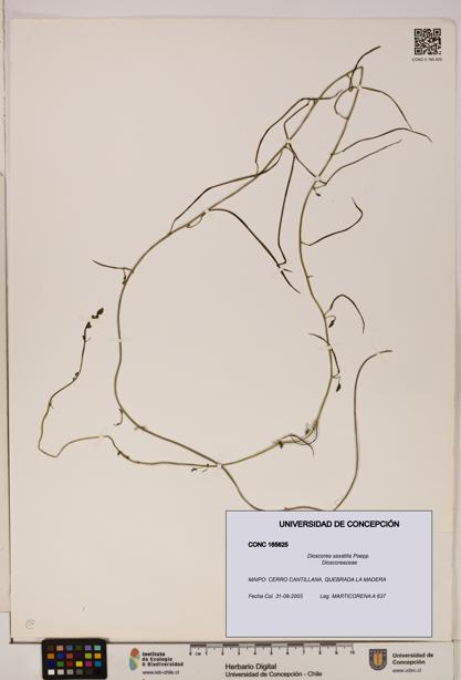 Dioscorea saxatilis [Espécimen: ]