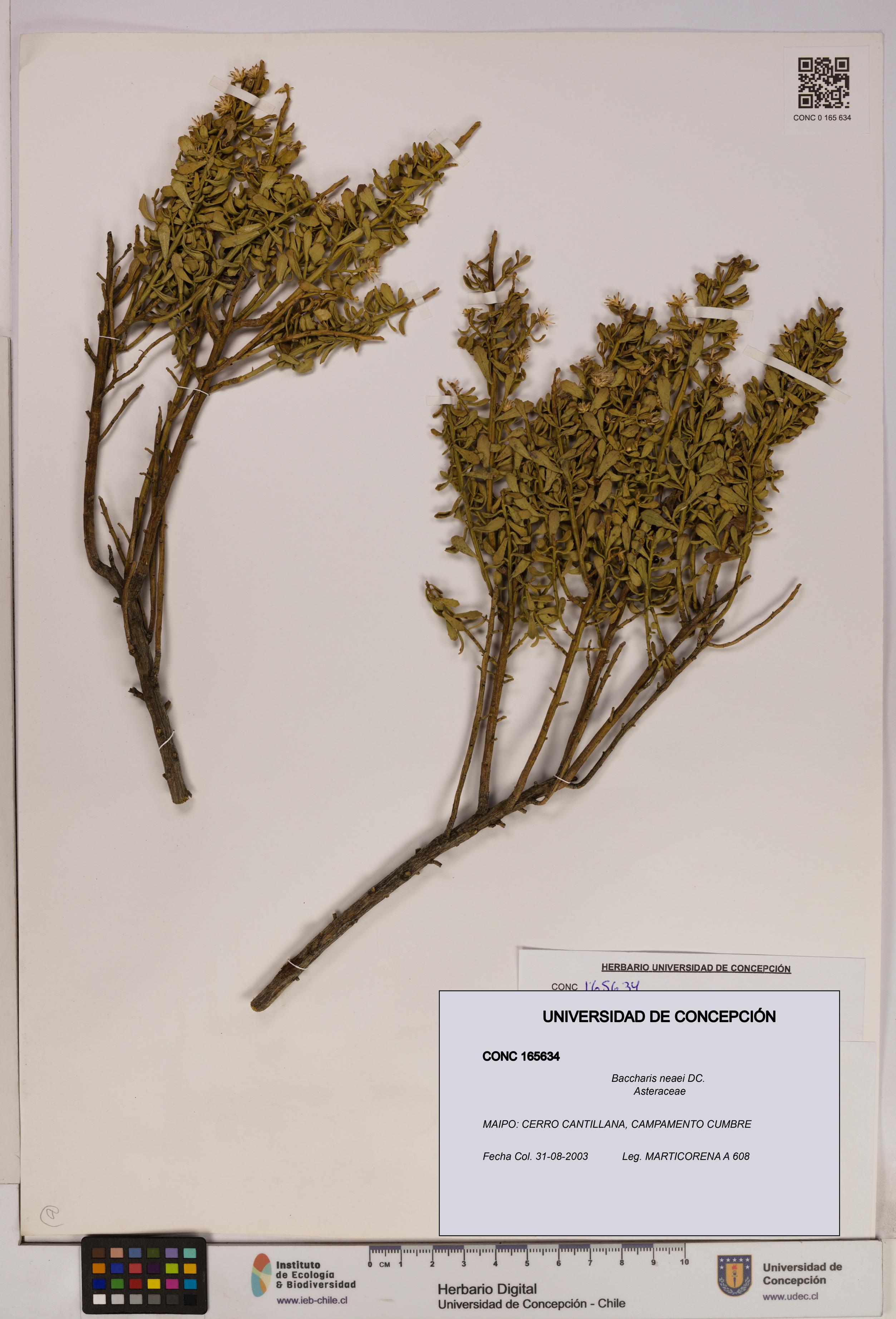 Baccharis neaei [Espécimen: UDEC:CONC:0165634]