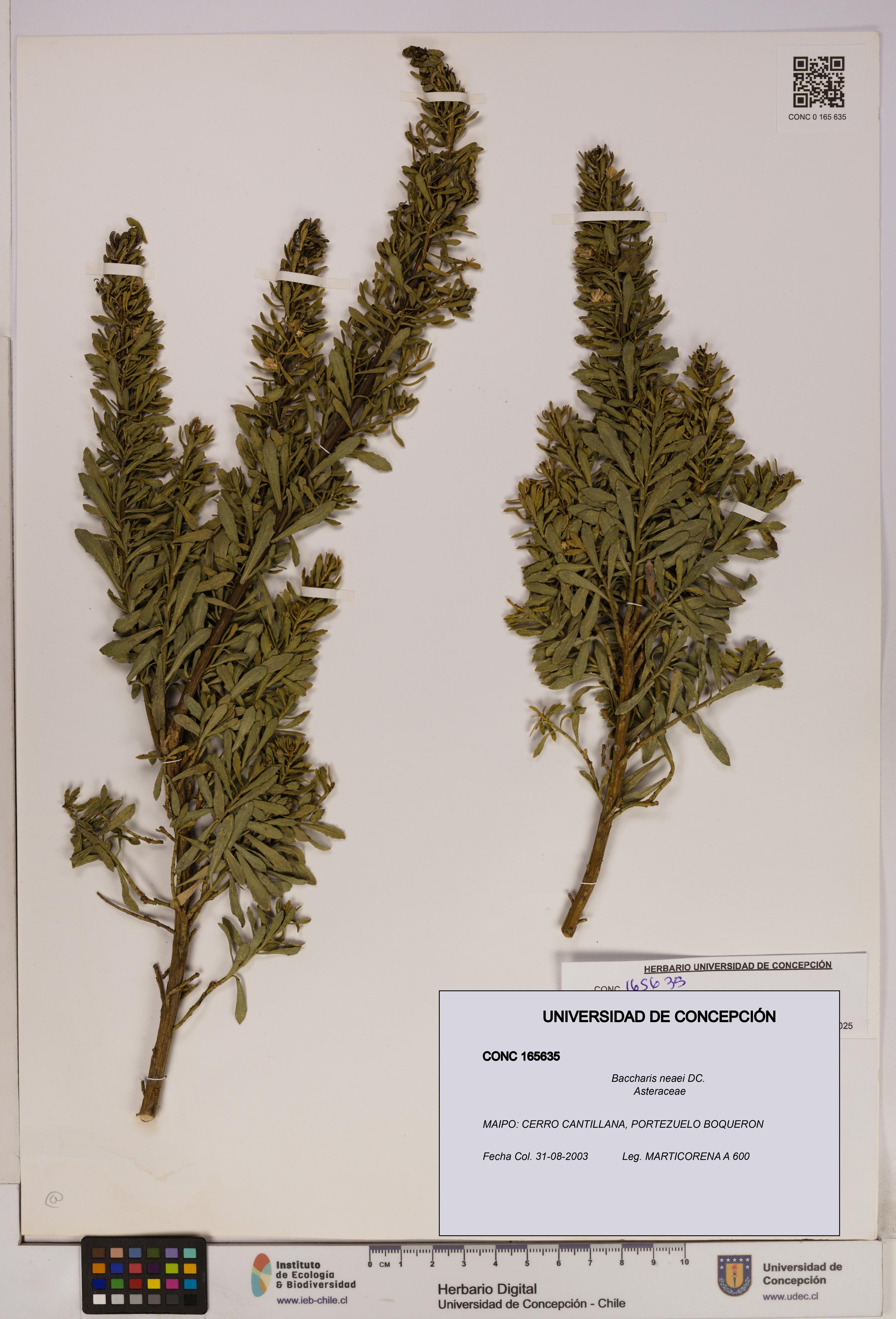 Baccharis neaei [Espécimen: UDEC:CONC:0165635]
