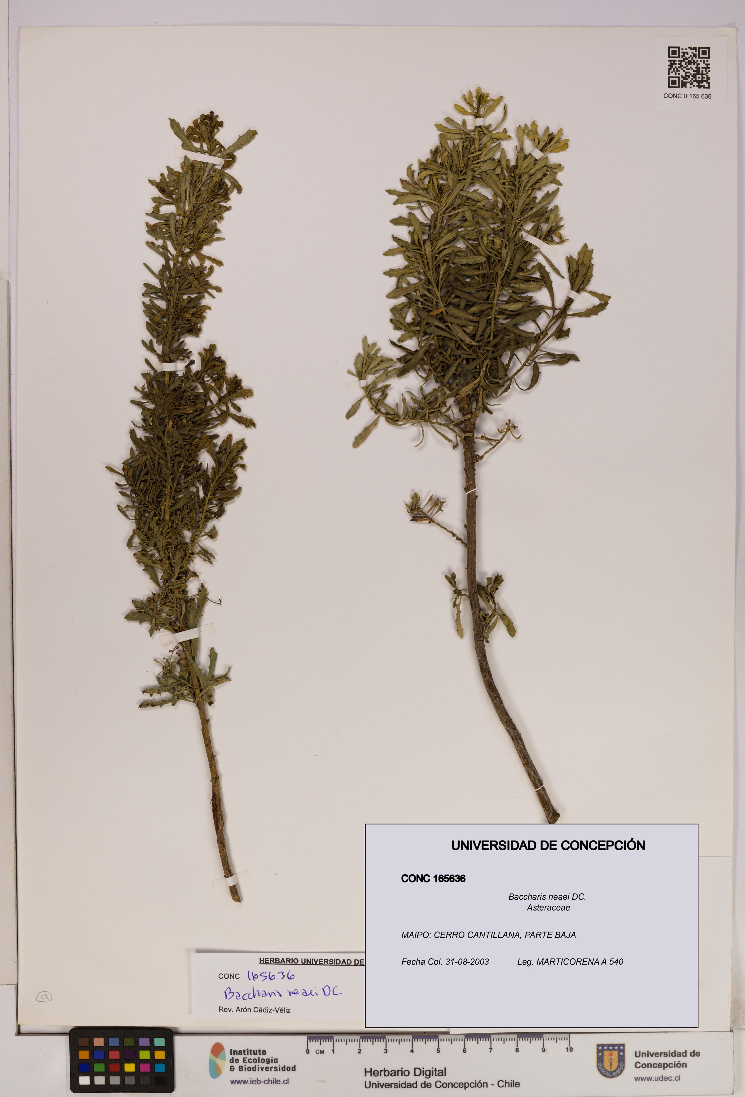 Baccharis neaei [Espécimen: UDEC:CONC:0165636]