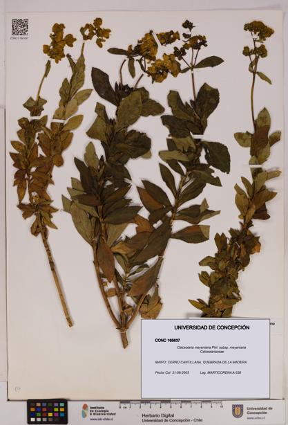 Calceolaria meyeniana subsp. meyeniana [Espécimen: UDEC:CONC:0165637]
