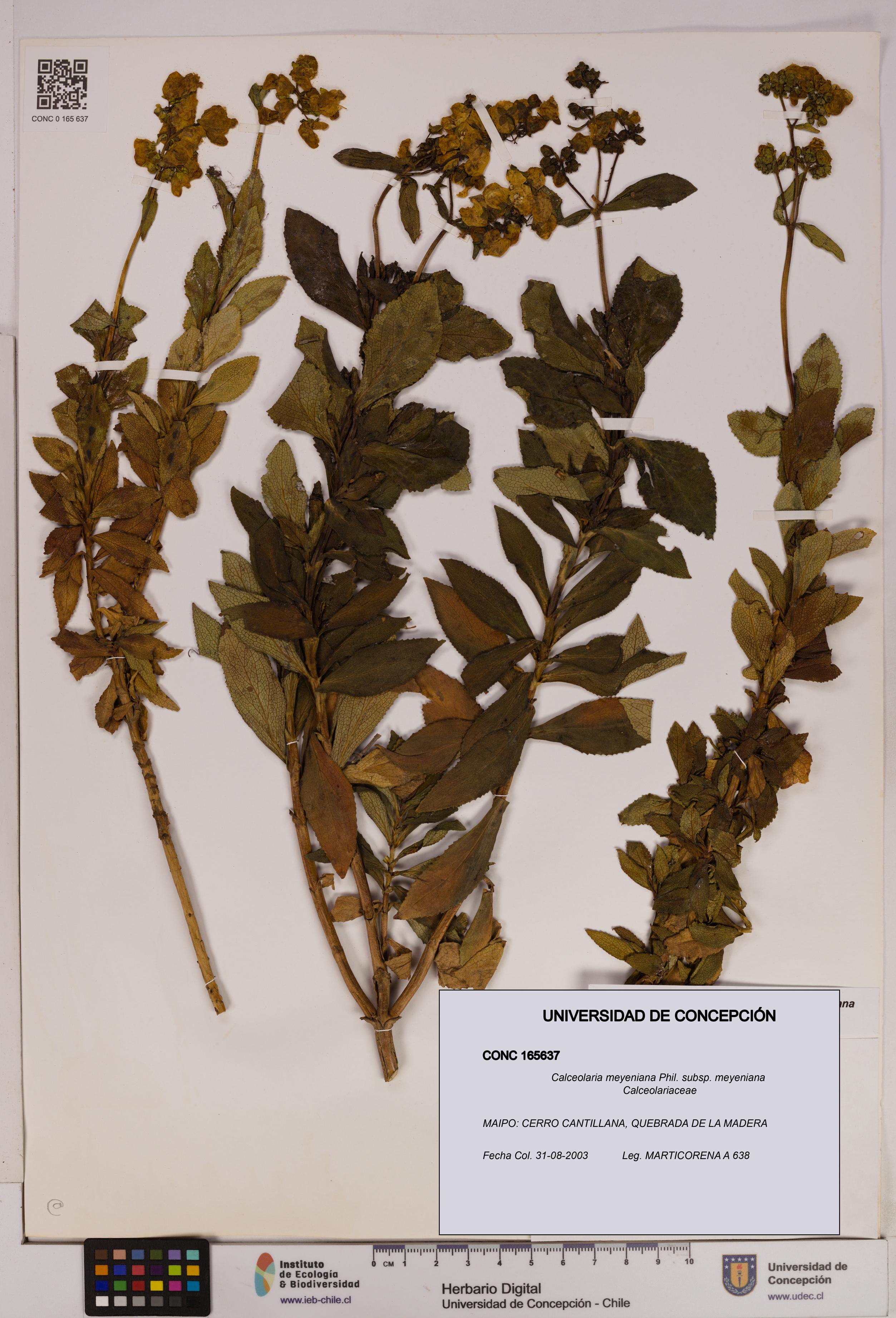 Calceolaria meyeniana subsp. meyeniana [Espécimen: UDEC:CONC:0165637]