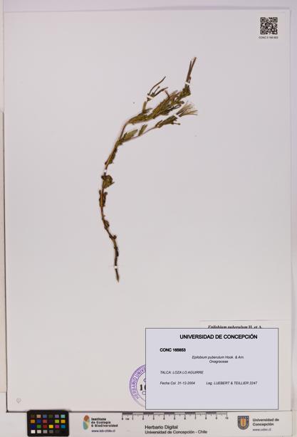 Epilobium puberulum [Espécimen: UDEC:CONC:0165653]