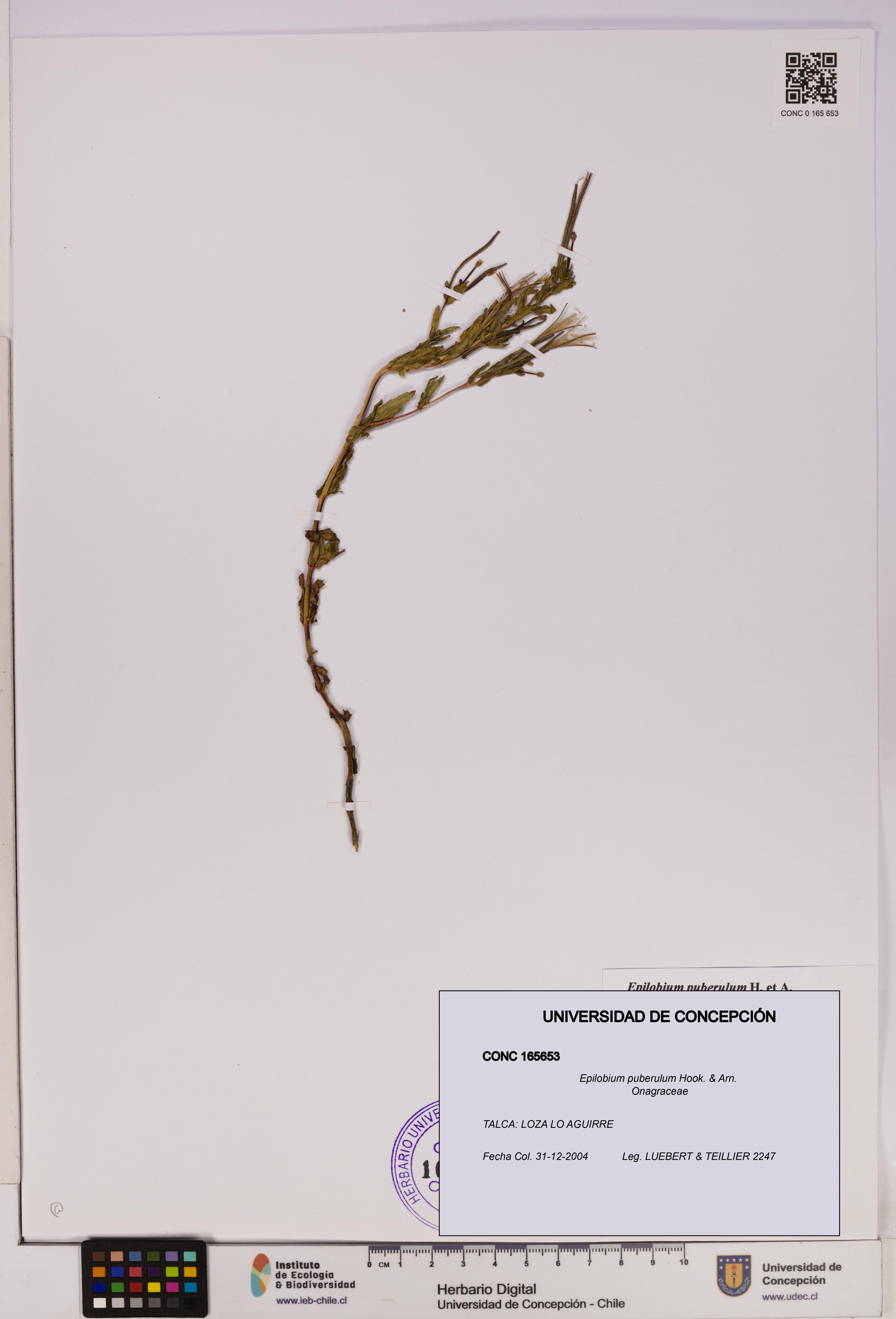 Epilobium puberulum [Espécimen: UDEC:CONC:0165653]