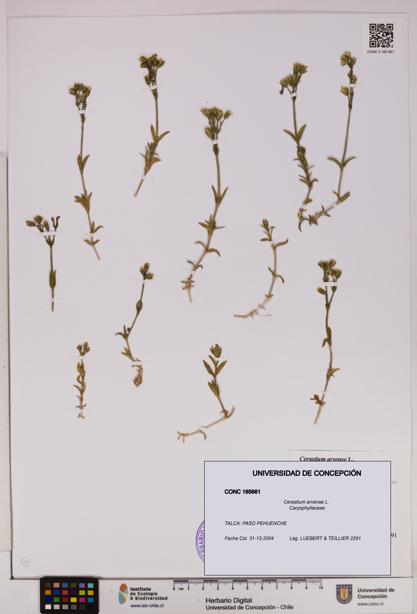 Cerastium arvense [Espécimen: UDEC:CONC:0165661]