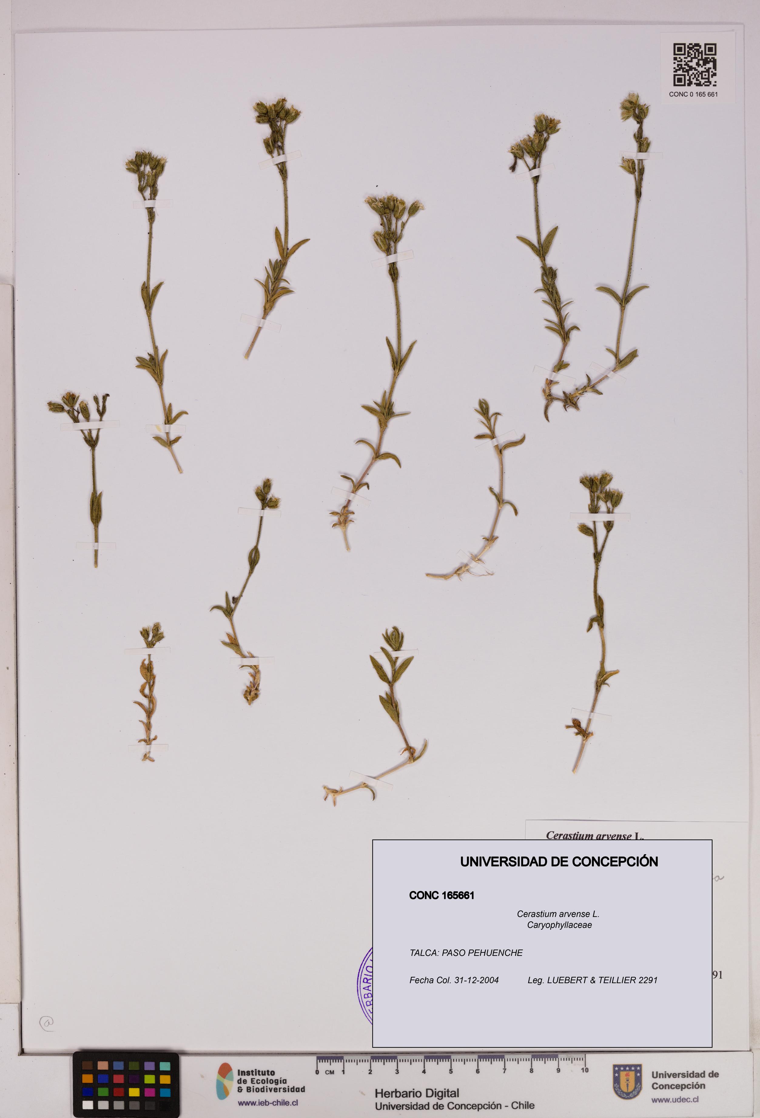 Cerastium arvense [Espécimen: UDEC:CONC:0165661]