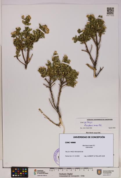 Baccharis neaei [Espécimen: UDEC:CONC:0165665]