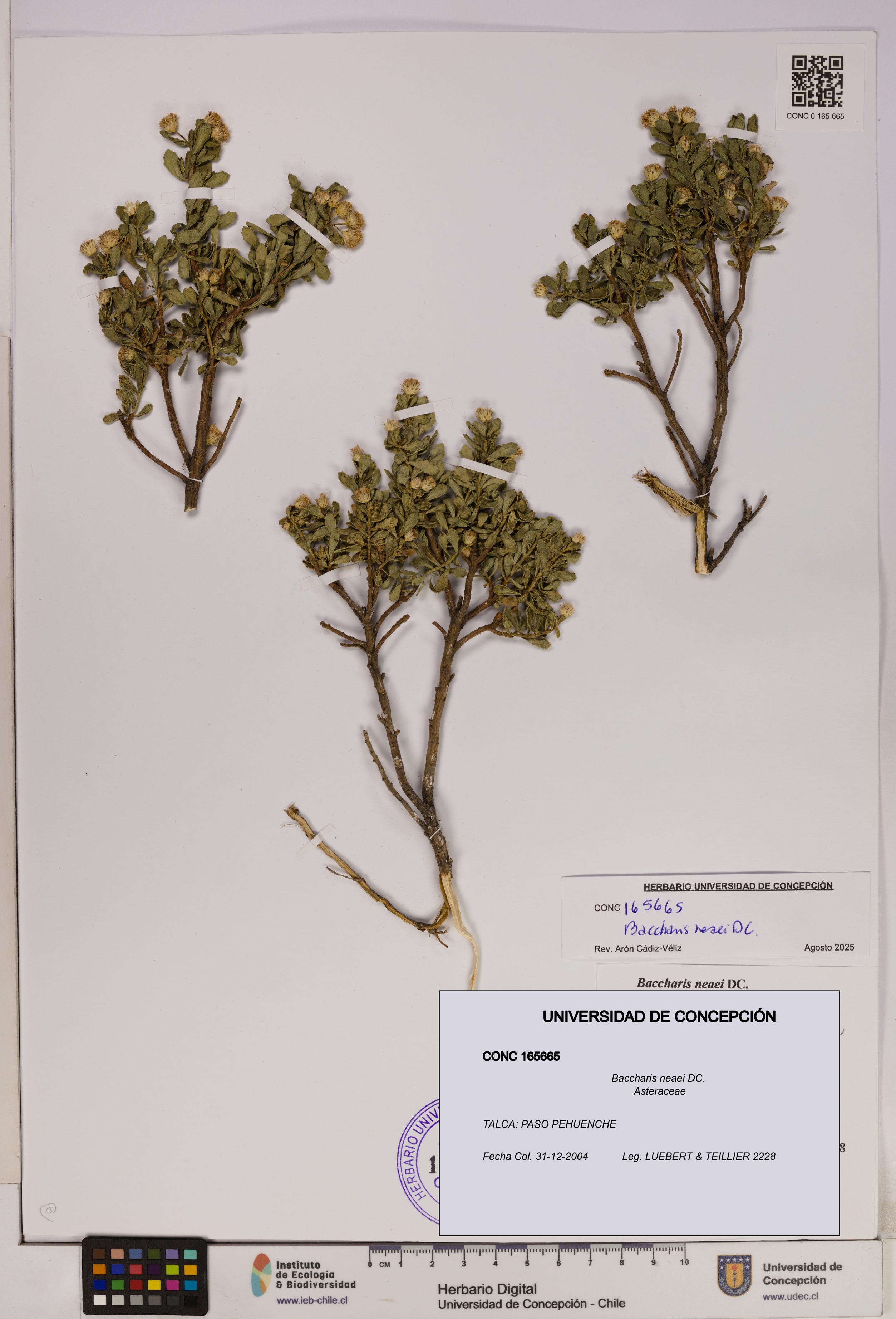 Baccharis neaei [Espécimen: UDEC:CONC:0165665]
