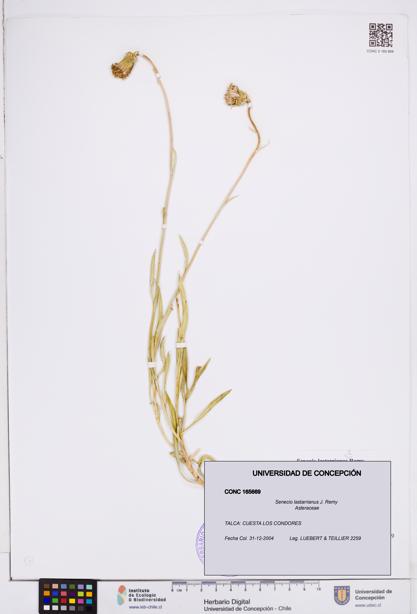 Senecio lastarrianus [Espécimen: ]