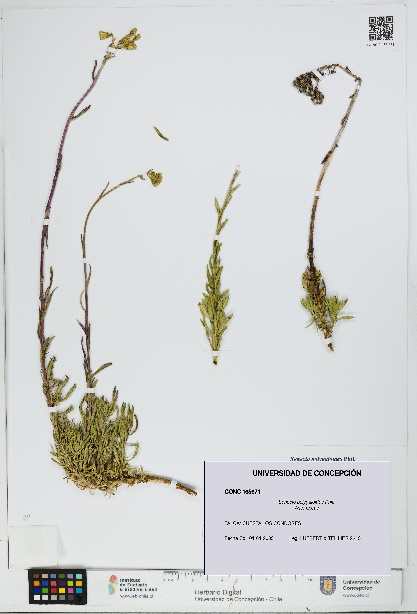 Senecio polygaloides [Espécimen: UDEC:CONC:0165671]