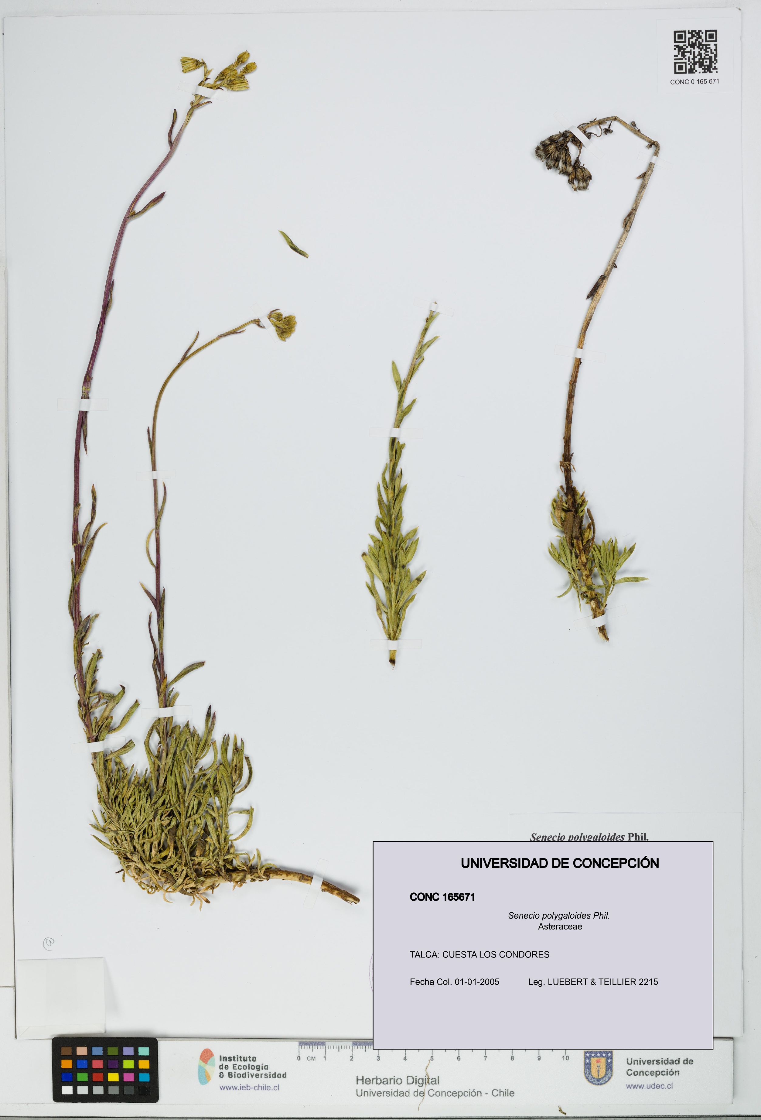 Senecio polygaloides [Espécimen: UDEC:CONC:0165671]