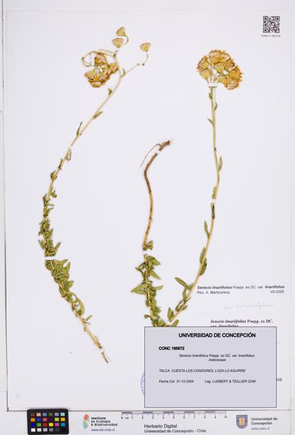 Senecio linariifolius var. linariifolius [Espécimen: ]
