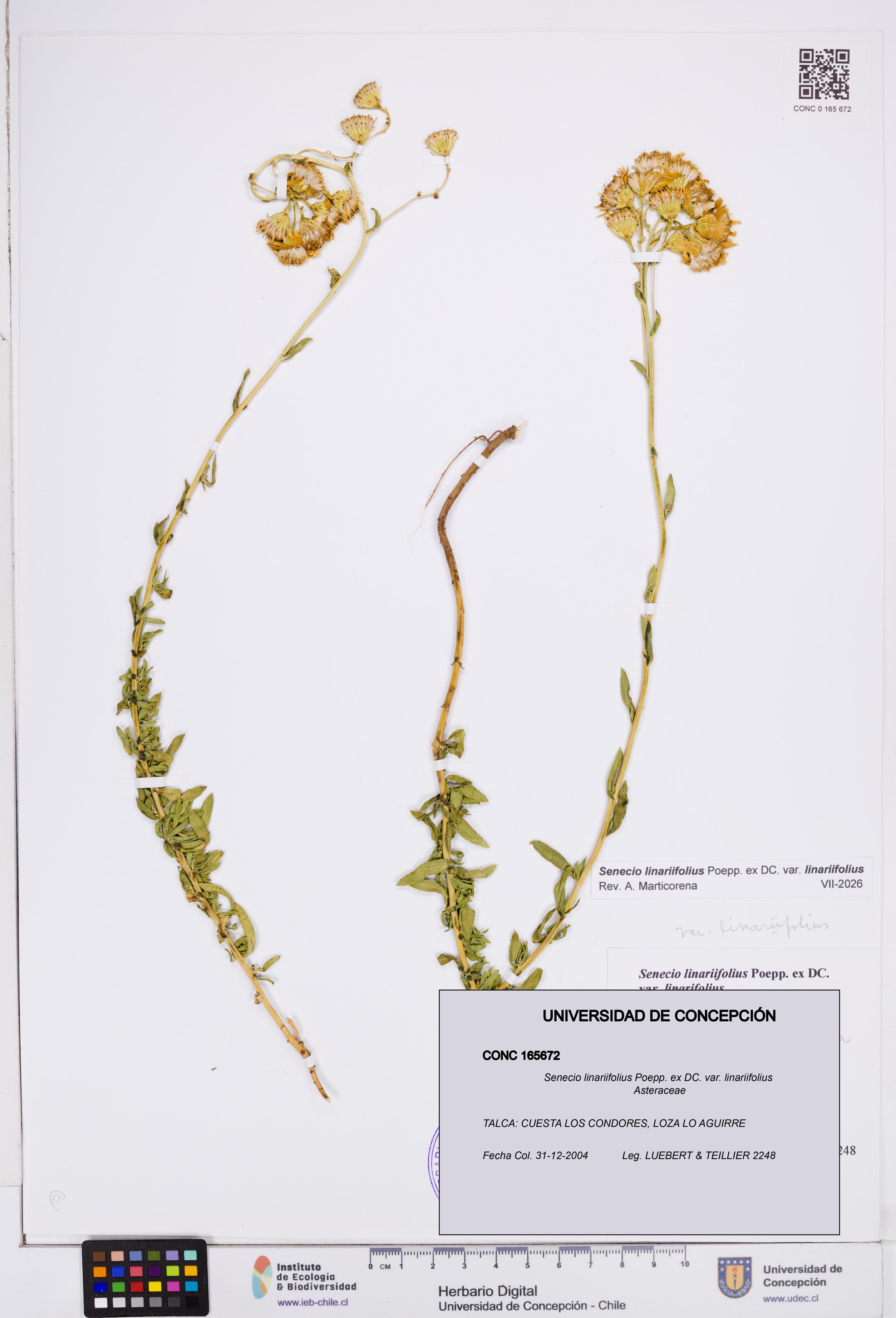 Senecio linariifolius var. linariifolius [Espécimen: ]