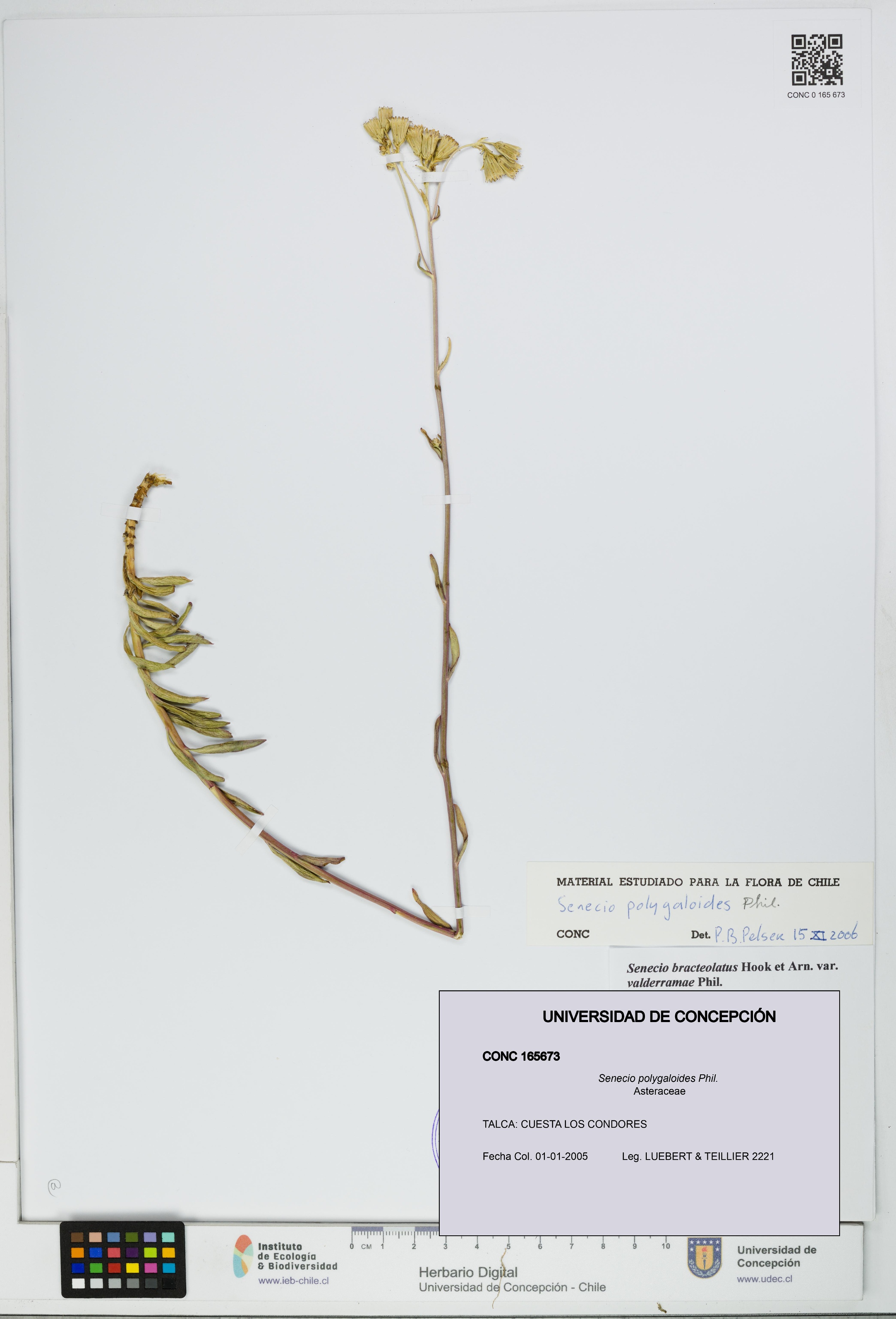 Senecio polygaloides [Espécimen: UDEC:CONC:0165673]