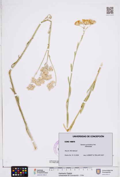 Senecio pycnanthus [Espécimen: ]