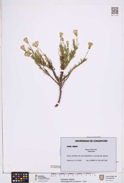 Senecio tristis [Espécimen: ]