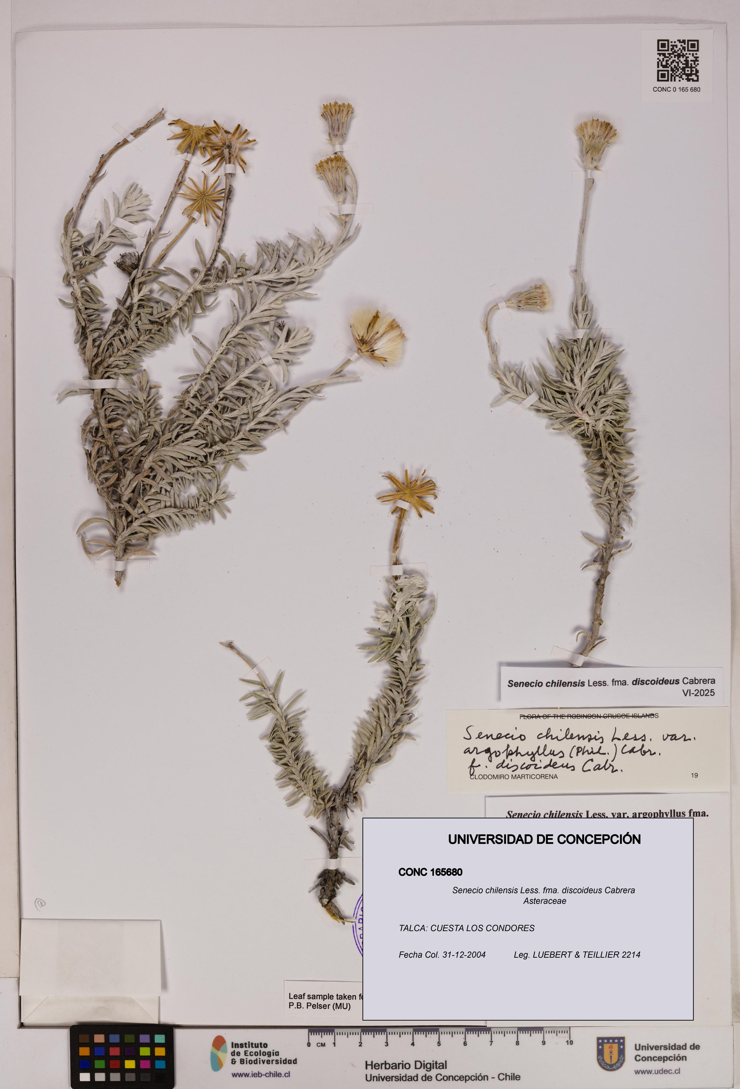 Senecio chilensis fma. discoideus [Espécimen: UDEC:CONC:0165680]