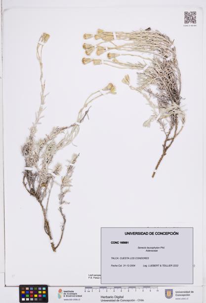 Senecio leucophyton [Espécimen: ]