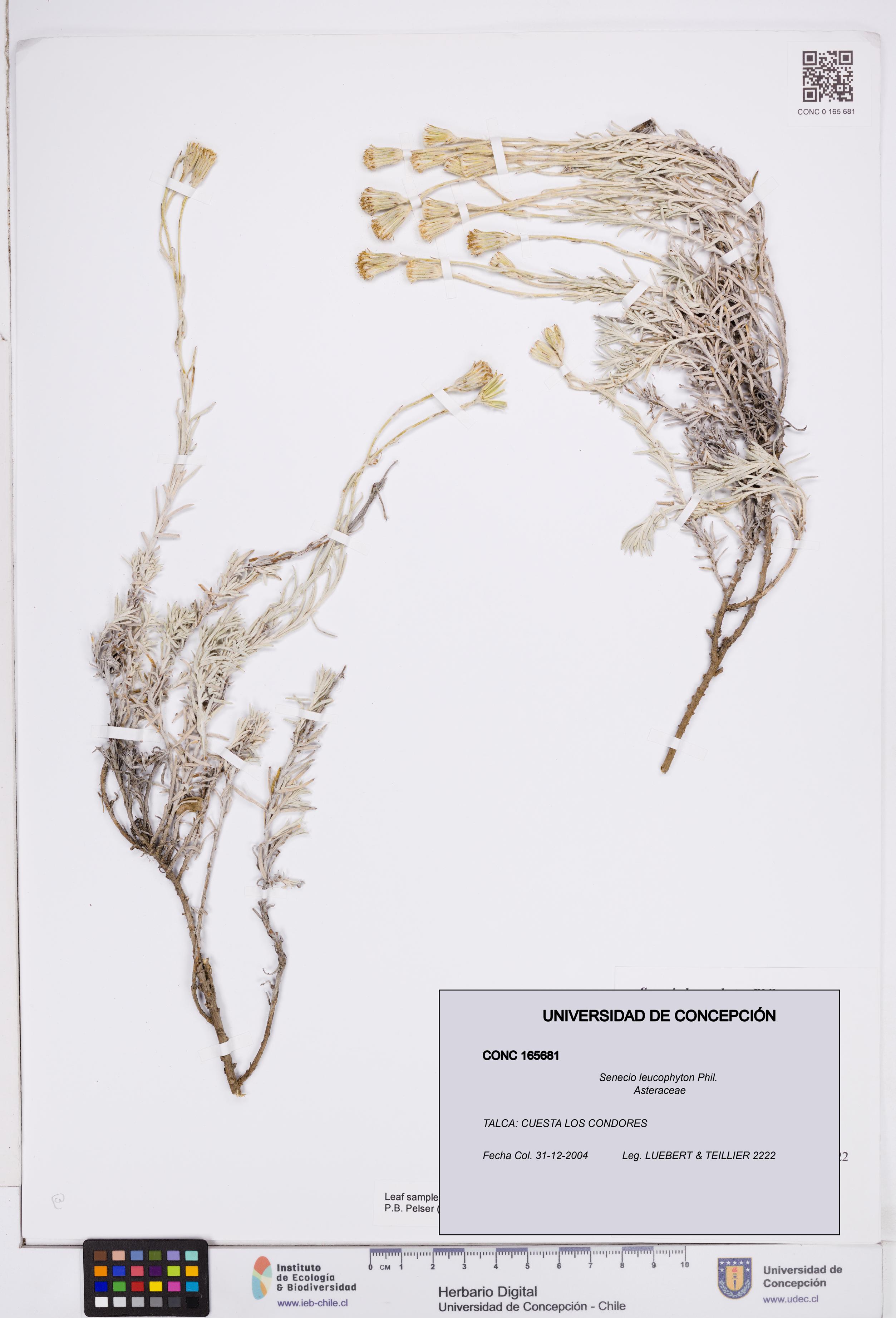 Senecio leucophyton [Espécimen: ]