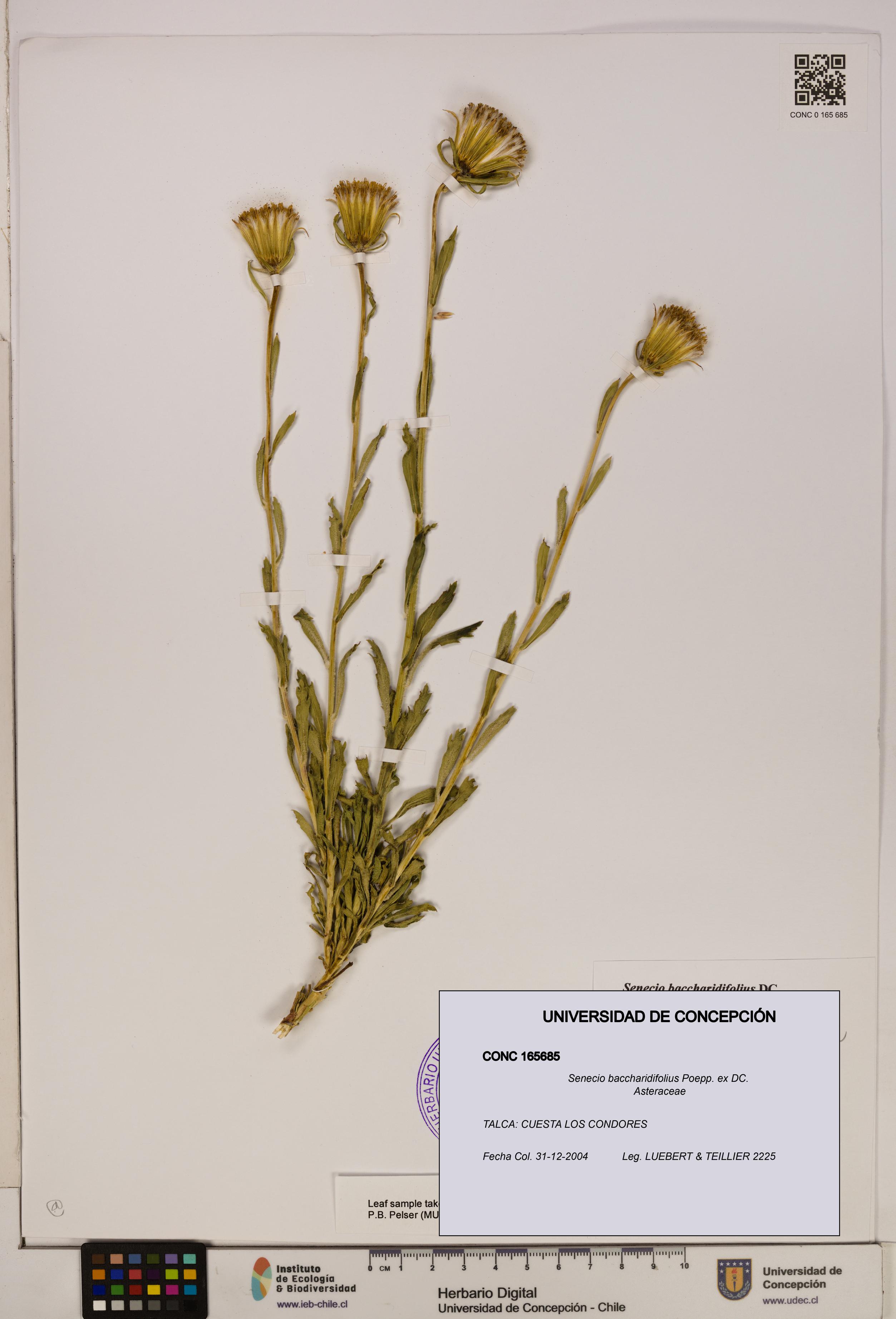Senecio baccharidifolius [Espécimen: UDEC:CONC:0165685]