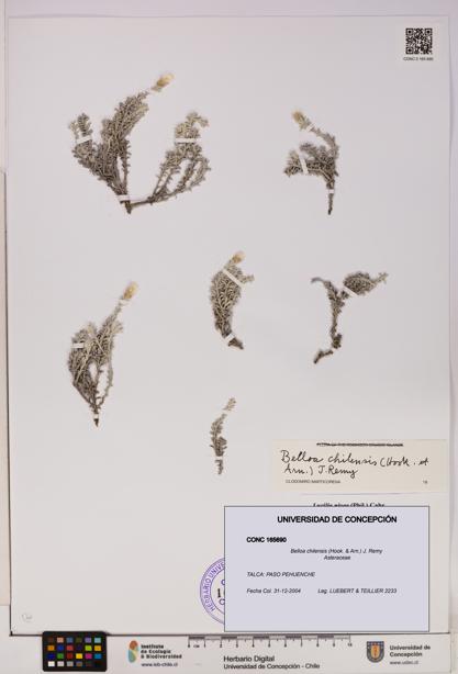 Belloa chilensis [Espécimen: UDEC:CONC:0165690]