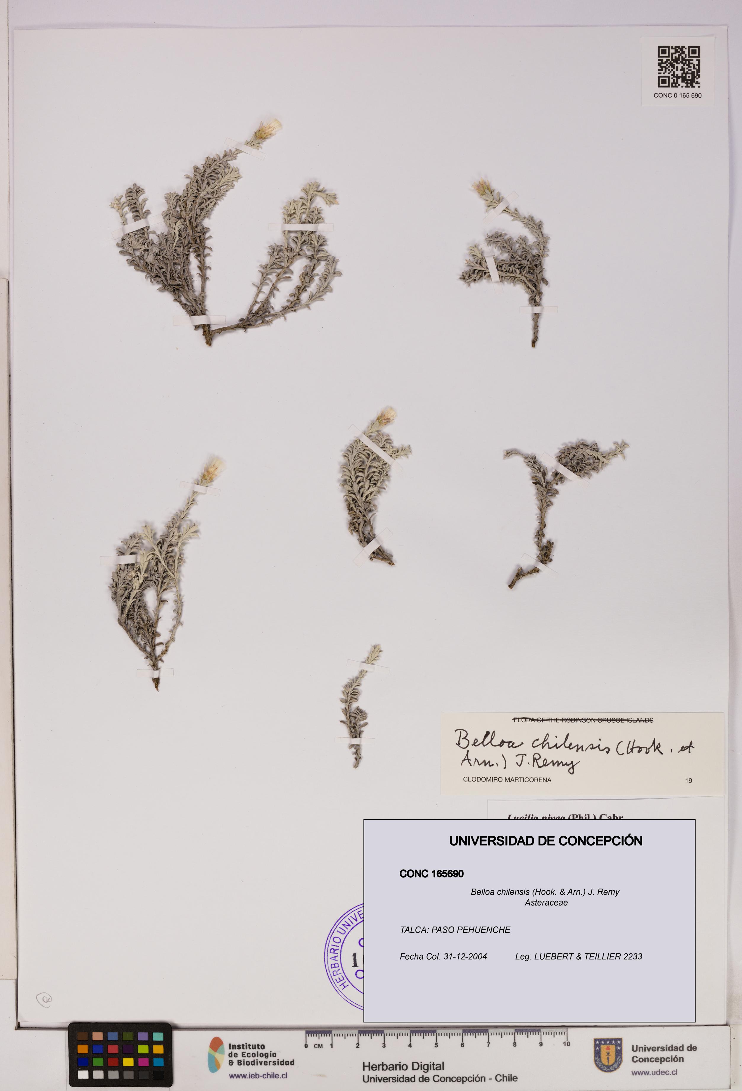 Belloa chilensis [Espécimen: UDEC:CONC:0165690]