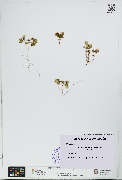 Chaetanthera euphrasioides [Espécimen: UDEC:CONC:0165691]