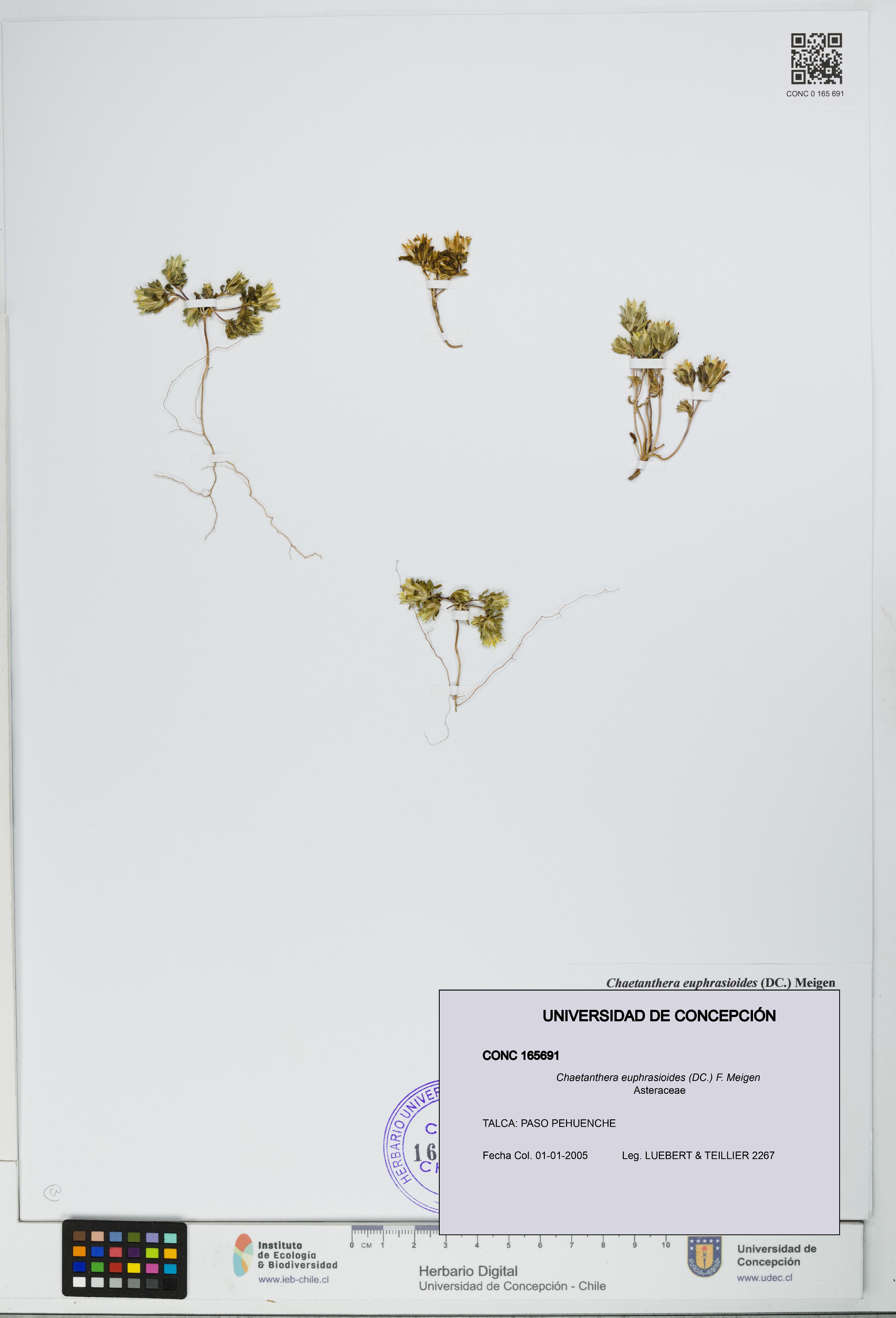Chaetanthera euphrasioides [Espécimen: UDEC:CONC:0165691]