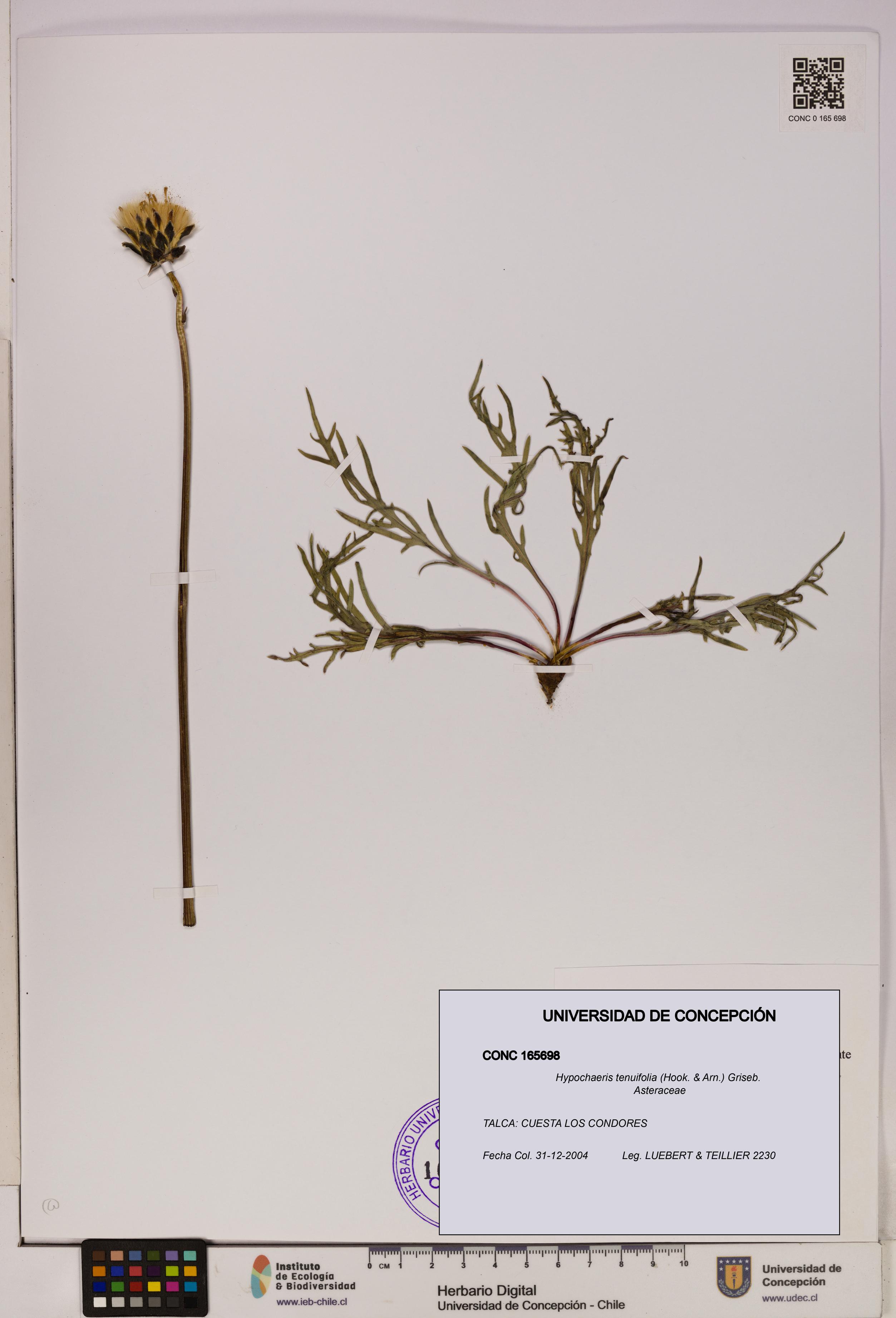 Hypochaeris tenuifolia [Espécimen: UDEC:CONC:0165698]