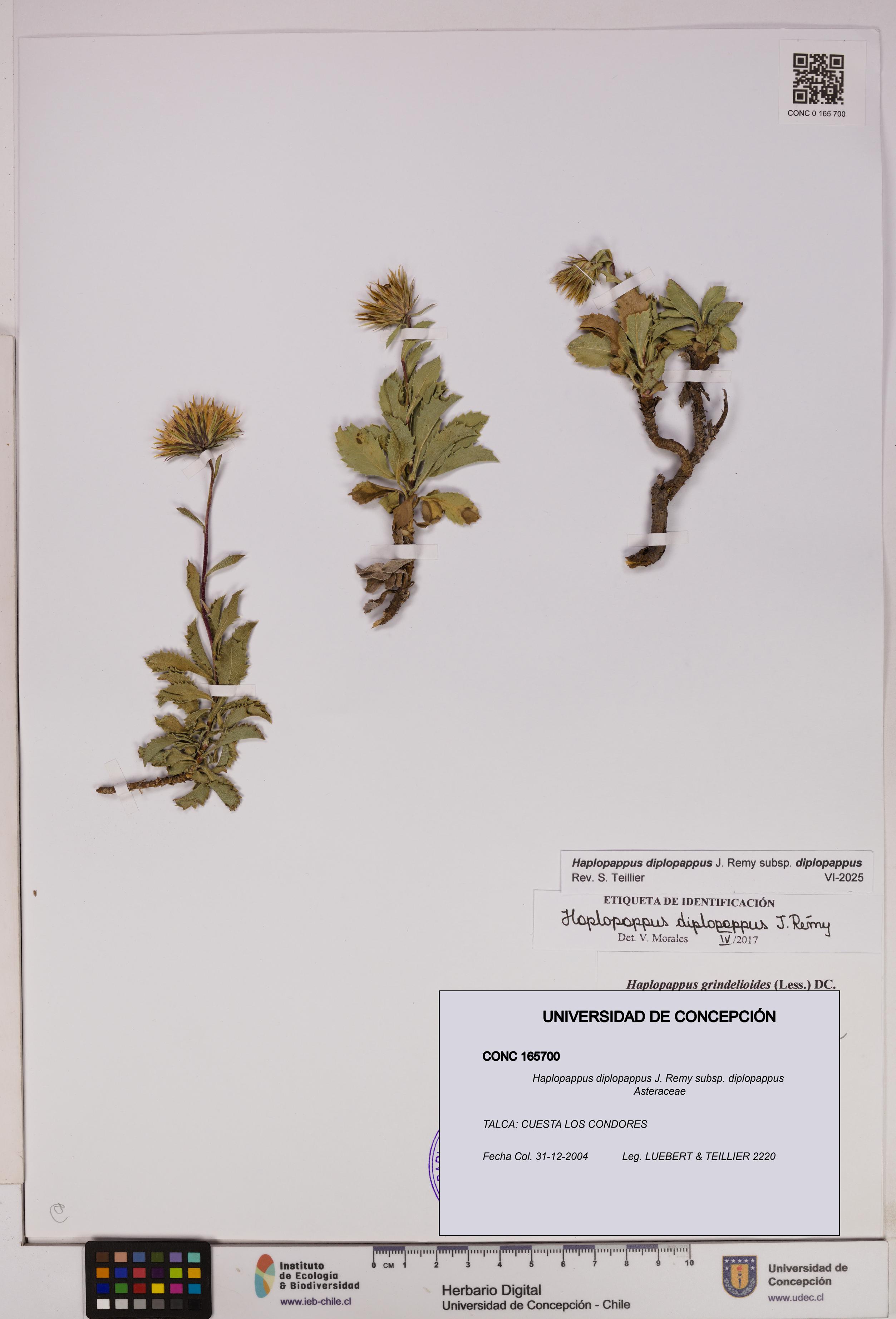 Haplopappus diplopappus subsp. diplopappus [Espécimen: UDEC:CONC:0165700]